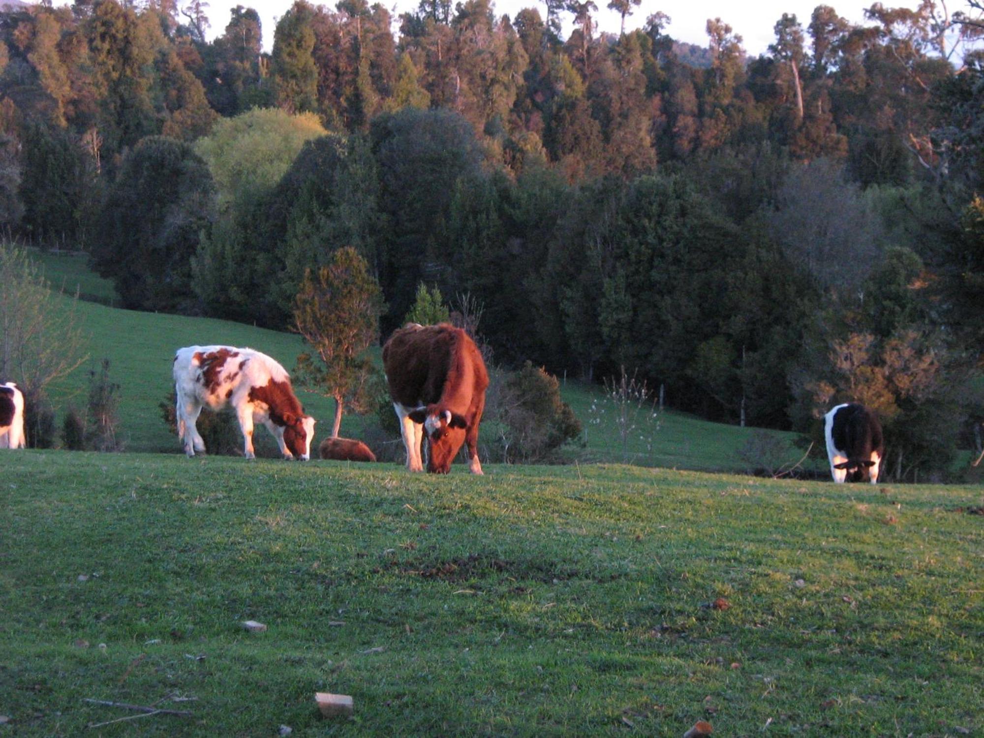 Lodge El Taique Puyehue Esterno foto